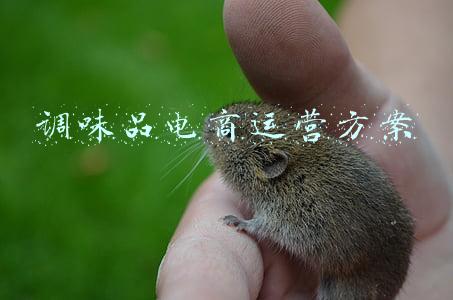 调味品电商运营方案