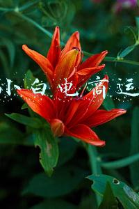 江小白电话(江小白直播间送地，太牛了)