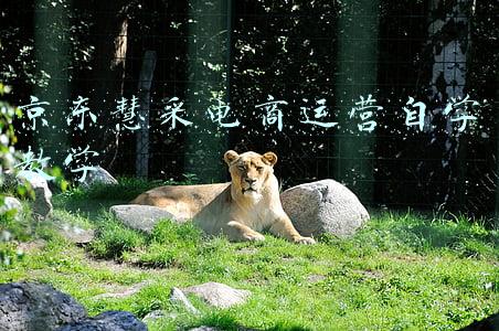 京东慧采电商运营自学教学