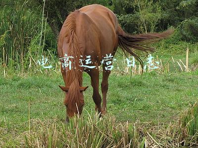 电商运营日志