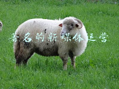 著名的新媒体运营