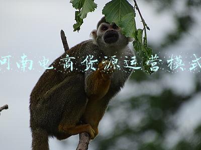 跨境电商无货源模式(做跨境电商并没有那么困难，亚马逊无货源模式了解一下？)