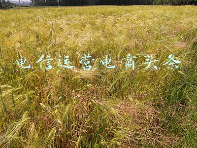 电信运营公司(517嘉宾阵容曝光第四弹 | 这些电信运营企业杰出代表确认出席)