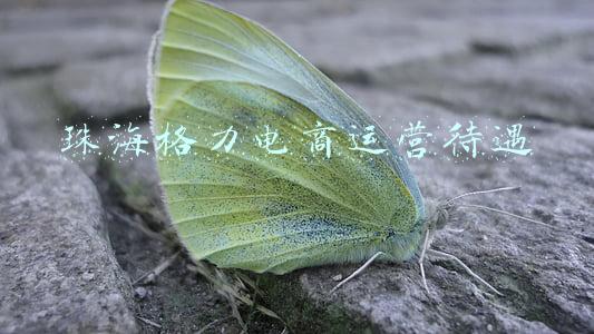 珠海格力海岸6期(格力地产：格力海岸6期“姿容初现”，速来围观)