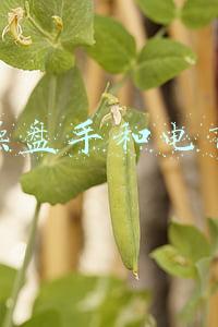 电商操盘手和电商运营