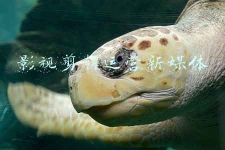 视频剪辑运营(3个剪辑思维，让你的视频收益产生颠覆式改变)