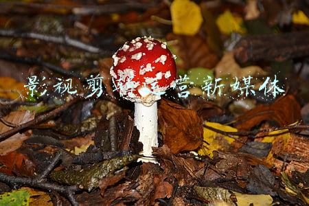 新媒体视听节目制作(北京师范大学视听节目创意与制作、视听媒体运营与管理、纪录片)