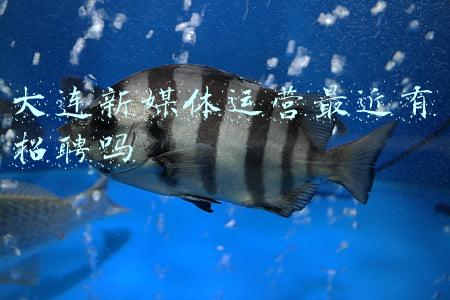 大连媒体求助曝光热线(大连公布重要举报电话)