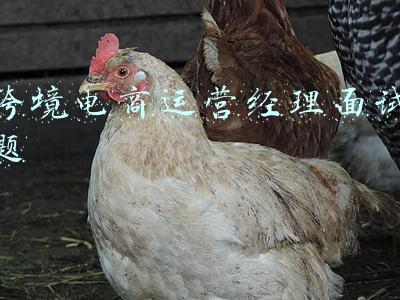 跨境电商客服面试试题(电商客服主管面试常见问答)