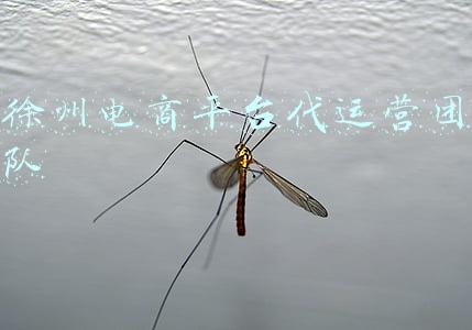 徐州电商平台代运营团队