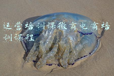 运营培训课微商电商培训课程