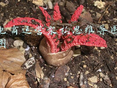 电商运营架构思维导图图