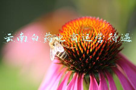 云南白药电商运营待遇