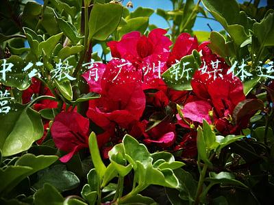 中公教育广州新媒体运营