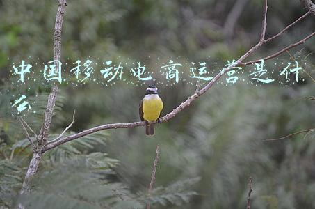 中国移动电商运营是什么