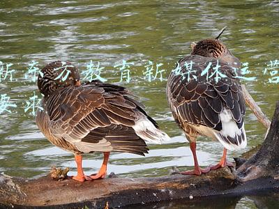 新东方教育科技公司(新东方投资成立教育科技公司，经营范围含智能机器人的研发等)