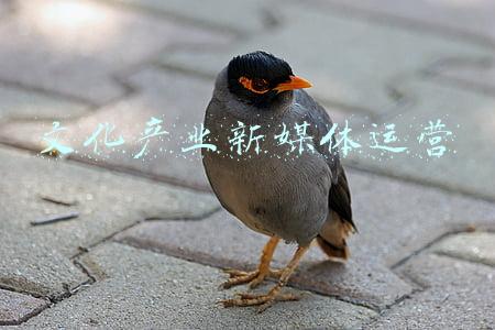 文化产业新媒体运营