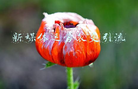 新媒体引流(互联网+时代，你还不懂得用新媒体推广引流吗？)