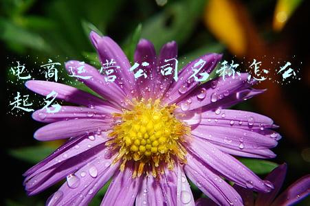 电商运营公司名字起名推荐(注册电商公司给公司起名的建议)