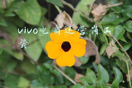 vivo电商平台(达达与vivo达成战略合作 13省超500家官方授权体验店上线京东到家)