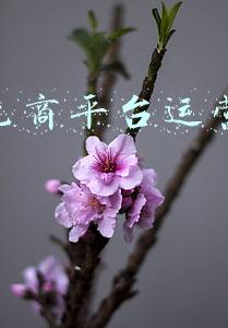 跨境电商平台运营纠纷处理