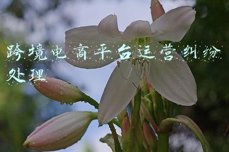 跨境电商平台运营纠纷处理