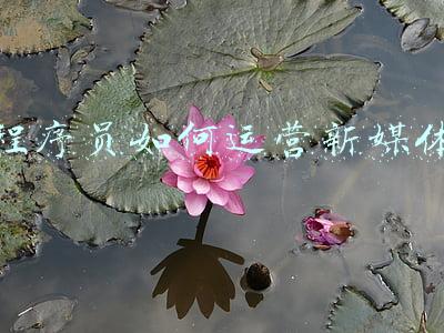 程序员如何运营新媒体