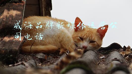 威海鱼竿品牌大全(「铆足牛劲牛力 实现强省突破」山东威海：小鱼竿“钓出”百亿大产业)