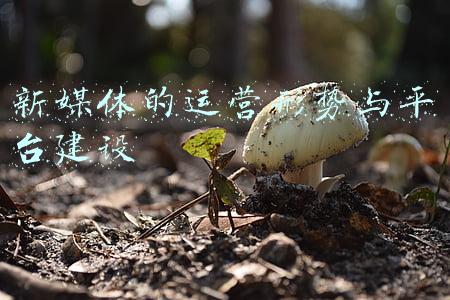 新媒体的运营形势与平台建设