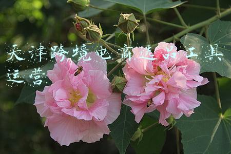 天津跨境电商(关注｜五方面发力！天津要给跨境电商送“温暖”)