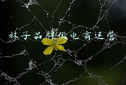袜子品牌做电商运营