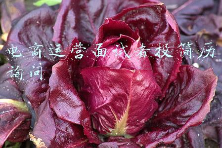 电商运营面试者投简历询问