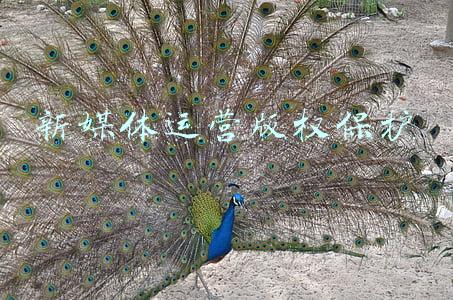 新媒体运营版权保护