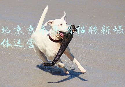 北京京东集团招聘新媒体运营