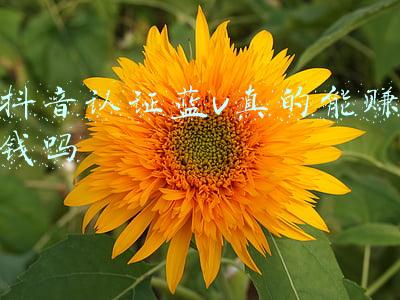抖音认证蓝v真的能赚钱吗