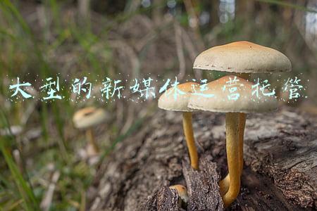 大型的新媒体运营托管
