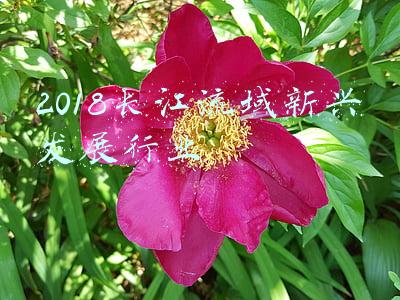 2018长江流域新兴发展行业