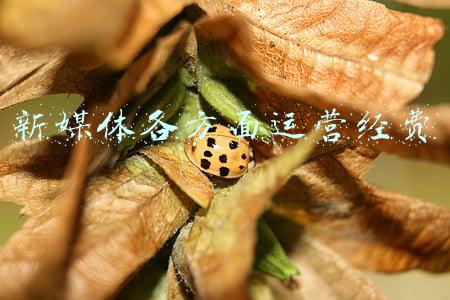 新媒体方面的杂志(《新媒体研究》这本杂志怎么样，是什么级别的刊物，好发表吗？)