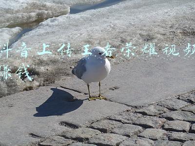抖音上传王者荣耀视频赚钱