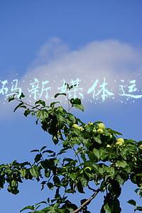 媒体编解码器(为什么静态语言如此复杂？)
