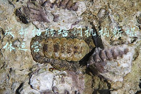 成都雅思培训机构(成都哪家雅思学习机构比较好)