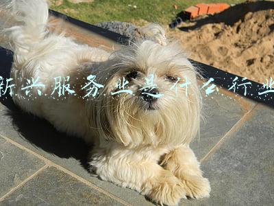 新兴服务业是什么行业