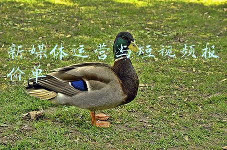 新媒体报价单(腾讯内部资料——史上最全自媒体报价)