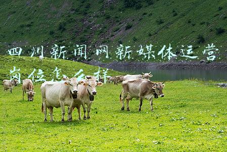 四川新闻网首页(四川新闻网传媒（集团）股份有限公司 首次公开发行股票并在创业板上市发行公告（下转C20版）)