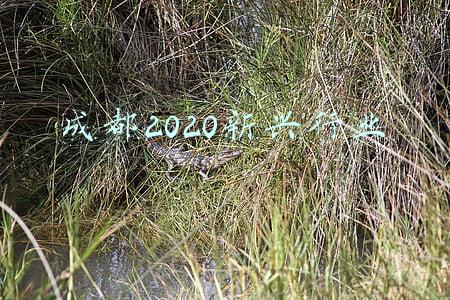 成都2020新兴行业
