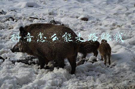 抖音怎么能快速上热门(抖音快速上热门技巧)