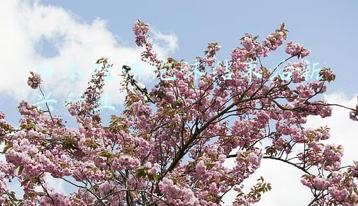 日本经济泡沫崩盘始末(日本经济崩盘始末：经济崩溃前的日本，到底发生了什么？)