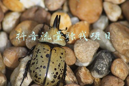 抖音流量赚钱项目