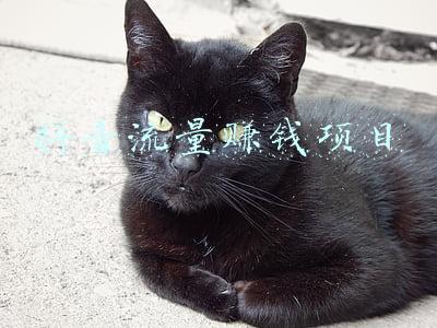 抖音流量赚钱项目