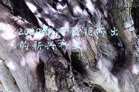 脱颖而出的近义词(成语 - 崭露头角)